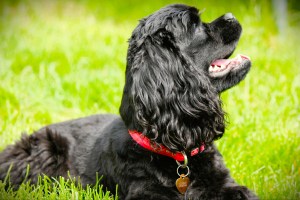 Cockapoo puppies for sale