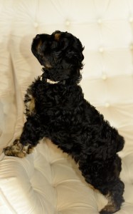 Cockapoo