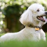 About Cockapoo puppies