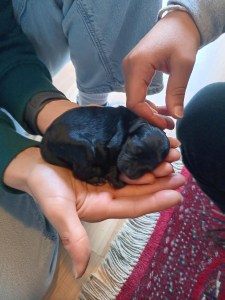 little cocapoo puppy